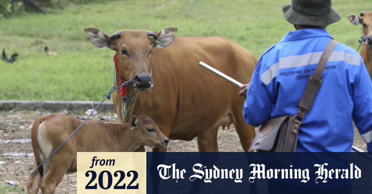 Foot and mouth disease Bali records ‘zero’ cases but experts say disease lurks